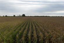 inTheField